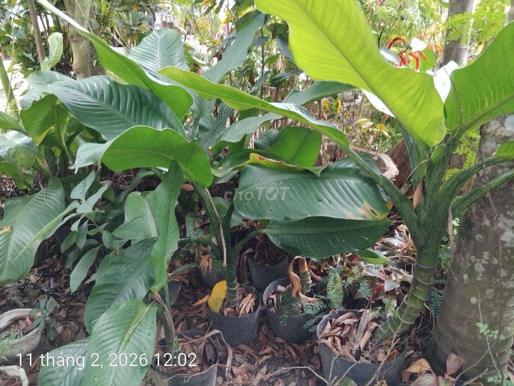 Cây cảnh Đại phú gia. Mua bán Cây cảnh, đồ trang trí tại Quận Cẩm Lệ Đà Nẵng được đăng bởi Ngo Thi Thuan hình 1
