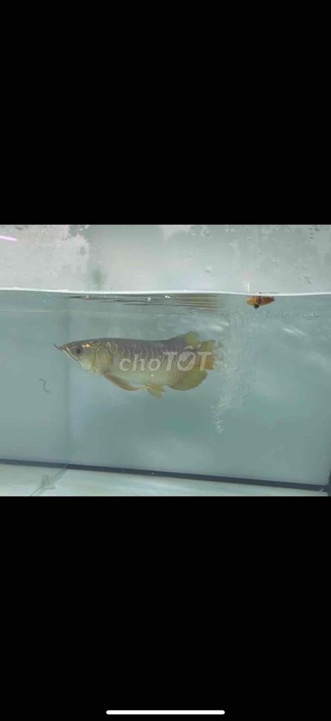 Cá rồng vàng lỗi hở mang. Mua bán Thú cưng khác tại Quận Bình Tân Tp Hồ Chí Minh được đăng bởi Nguyễn Hoàng Vương hình 1