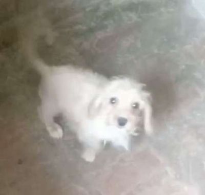 Bé poodle cái. Mua bán Chó tại Huyện Ba Vì Hà Nội được đăng bởi Hiệp 