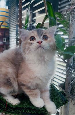 Mèo ALD tai cụp tam thể. Mua bán Mèo tại Huyện Hóc Môn Tp Hồ Chí Minh được đăng bởi SOLY HOME