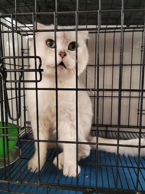 Cần ra đi 1 em mèo Anh lông dài.Tìm chủ yêu thương. Mua bán Mèo tại Quận 6 Tp Hồ Chí Minh được đăng bởi Thanh