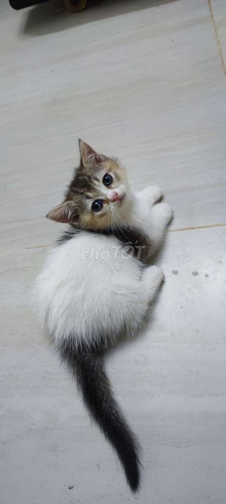Ở đây có nhỏ mèo lùn cái. Mua bán Mèo tại Thành phố Thủ Đức Tp Hồ Chí Minh được đăng bởi Thanh Liêm hình 4