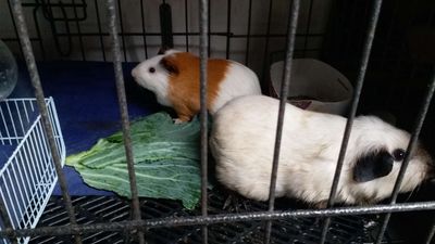 Chuột lang Mỹ Việt Nam