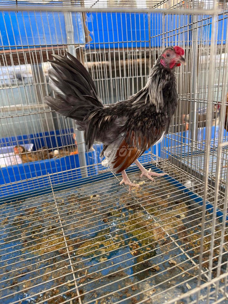 Gà tre trống chuối xám 6 tháng. Mua bán Gà tại Quận 4 Tp Hồ Chí Minh được đăng bởi Chú Dũng hình 1