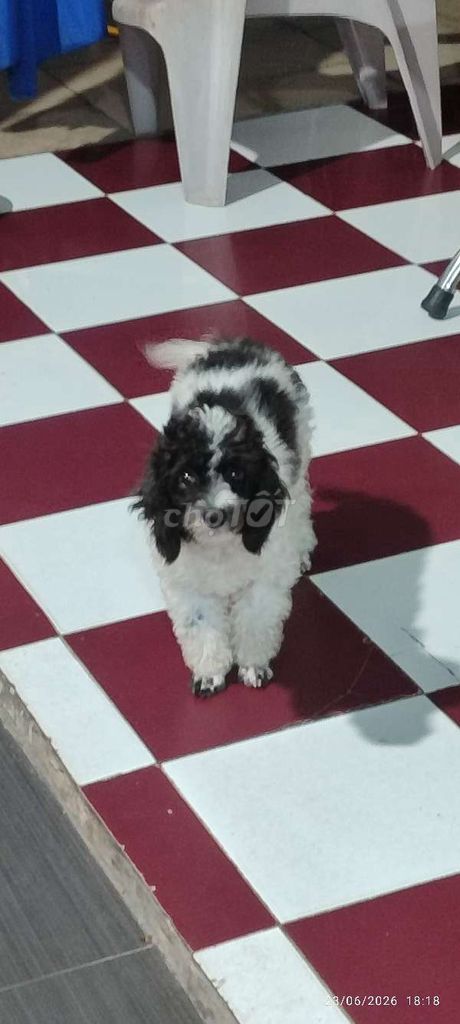 Chó Poodle bò sữa Cái 6 tháng Đen trắng đã tiêm. Mua bán Chó tại Thành phố Mỹ Tho Tiền Giang được đăng bởi Ngạo Thiên hình 1