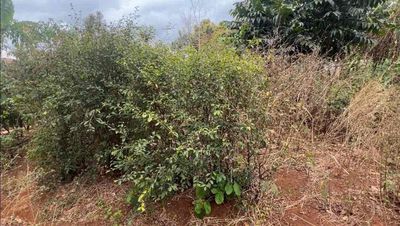 Cần bán đất thôn 5 Eabar. Mua bán đất tại Huyện Buôn Đôn Đắk Lắk được đăng bởi Nguyễn Đức Tín