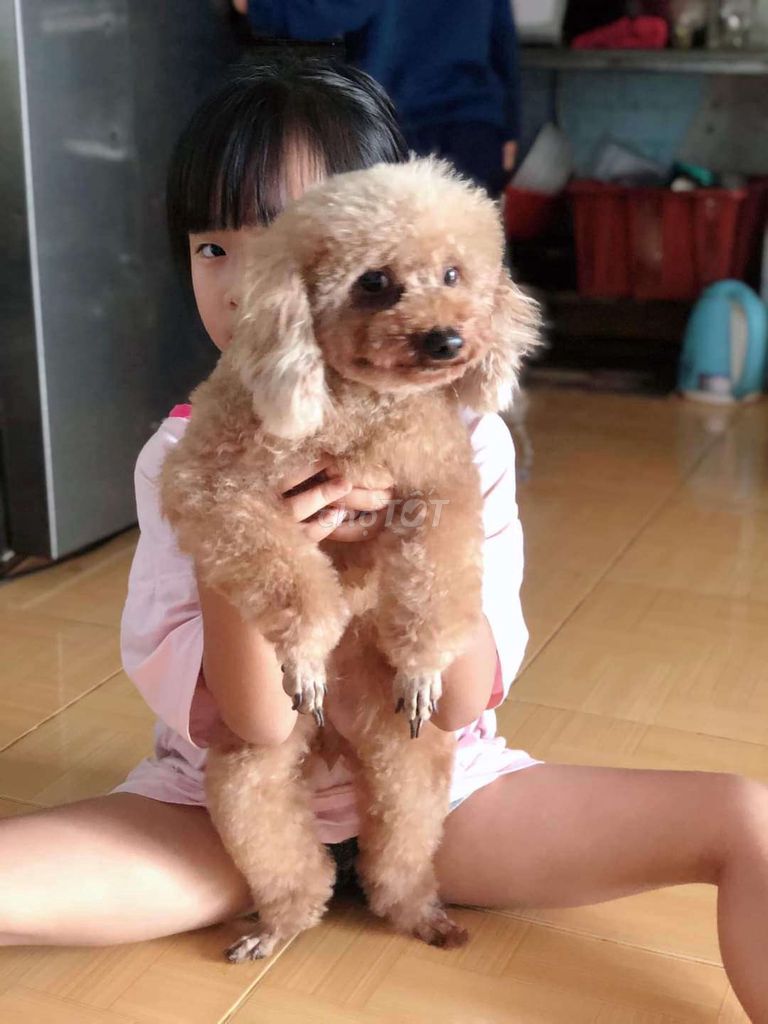 Poodle tini đang salo