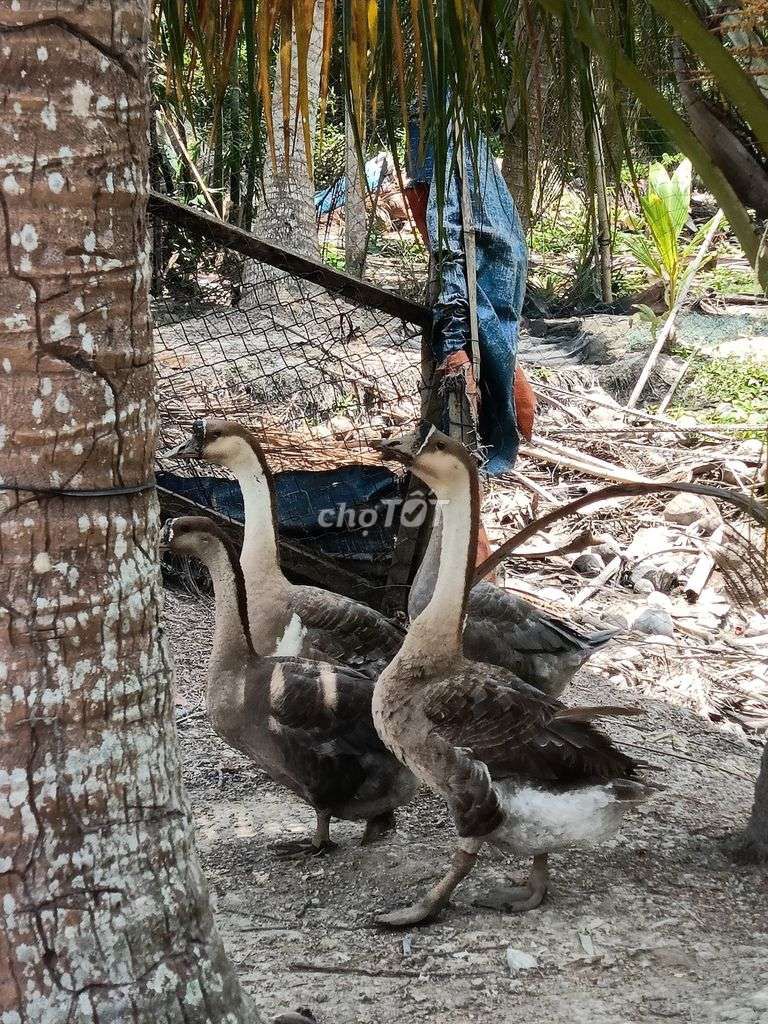 Ngỗng Xám Trắng 4-5kg. Mua bán Thú cưng khác tại Huyện Bình Chánh Tp Hồ Chí Minh được đăng bởi Huỳnh Hoài Nhu hình 1