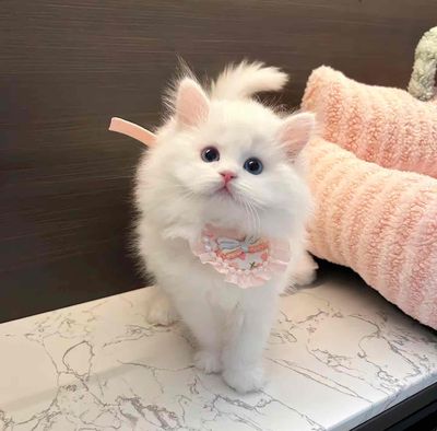 Mèo Anh lông dài Trắng mắt Xanh