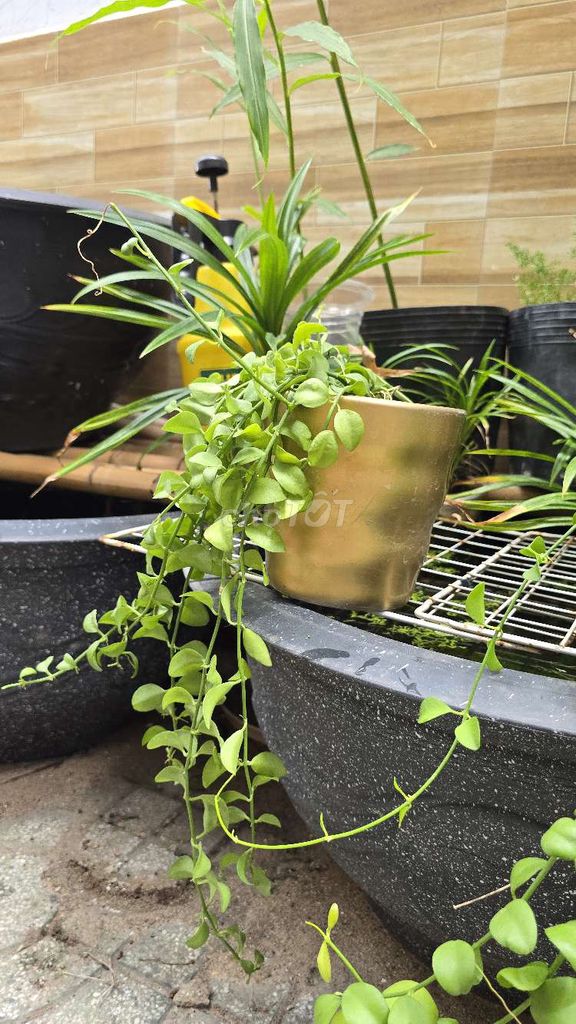 Cây Đô la kèm chậu Vàng. Mua bán Cây cảnh, đồ trang trí tại Thành phố Dĩ An Bình Dương được đăng bởi Mộc Trà hình 1