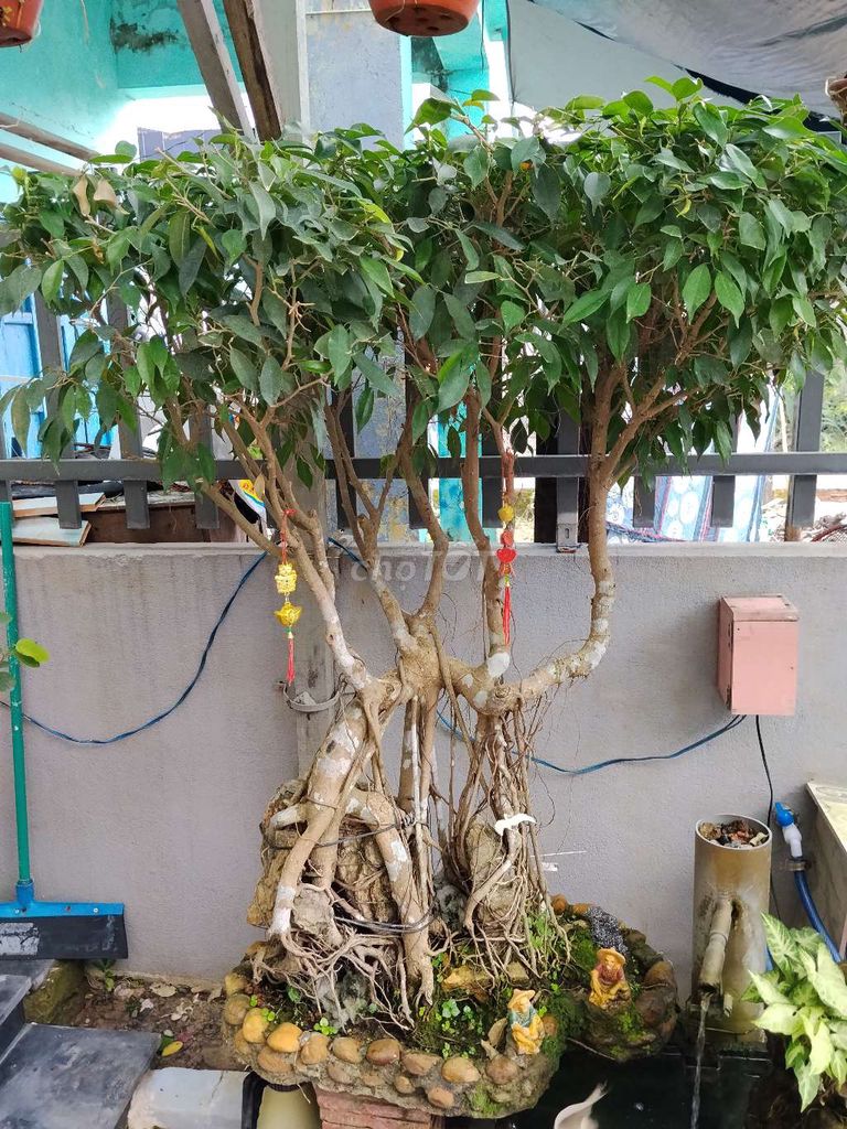 sanh quê ôm đá. Mua bán Cây cảnh, đồ trang trí tại Thị xã Điện Bàn Quảng Nam được đăng bởi Nam Anh hình 1