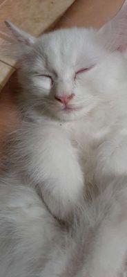 mèo anh long dài,màu  trắng, 2 tháng tuổi