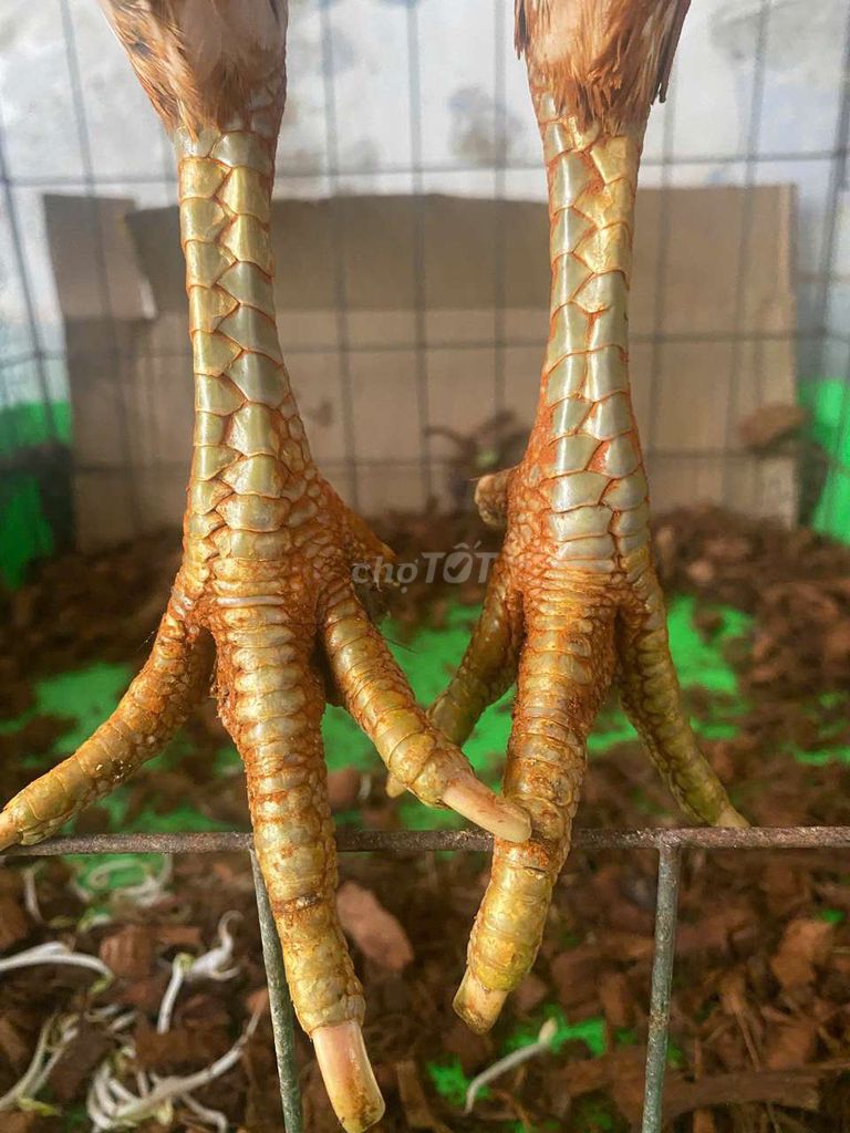 Gà Điều Việt rặc. Mua bán Gà tại Quận 7 Tp Hồ Chí Minh được đăng bởi Đạt gà Việt  hình 1