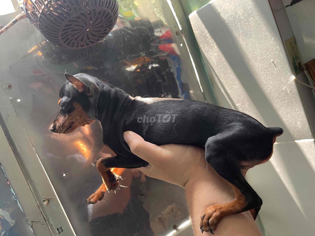 Phóc Hươu Dáng Chuẩn size Mini - 4 tháng tuổi. Mua bán Chó tại Quận 7 Tp Hồ Chí Minh được đăng bởi Trần Thái Huy hình 4