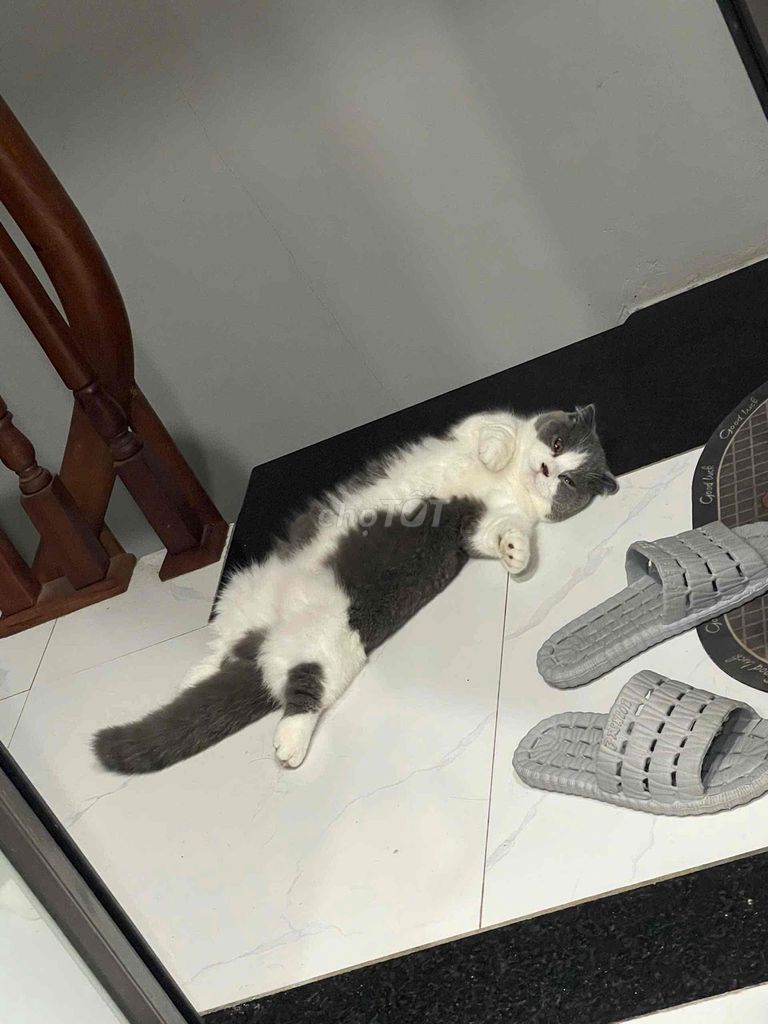 Mèo tai cụp lông mềm mượt. Mua bán Mèo tại Quận Hoàng Mai Hà Nội được đăng bởi Hà Anh hình 1