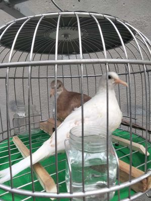 Cu gáy thái trắng và nâu cần tìm chủ. Mua bán Chim tại Huyện Hóc Môn Tp Hồ Chí Minh được đăng bởi Hiếu