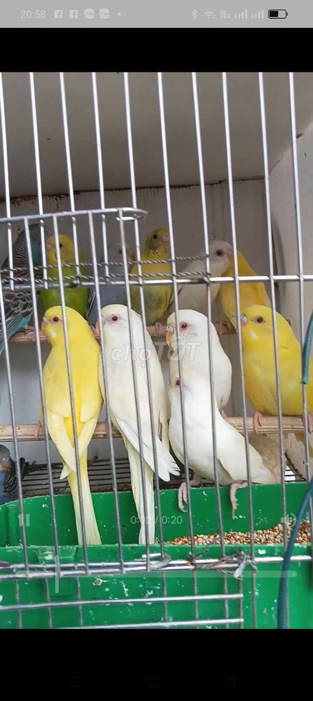 Chim Yến phụng nhiều màu. Mua bán Chim tại Quận Long Biên Hà Nội được đăng bởi tổng kho gia dụng  hình 1