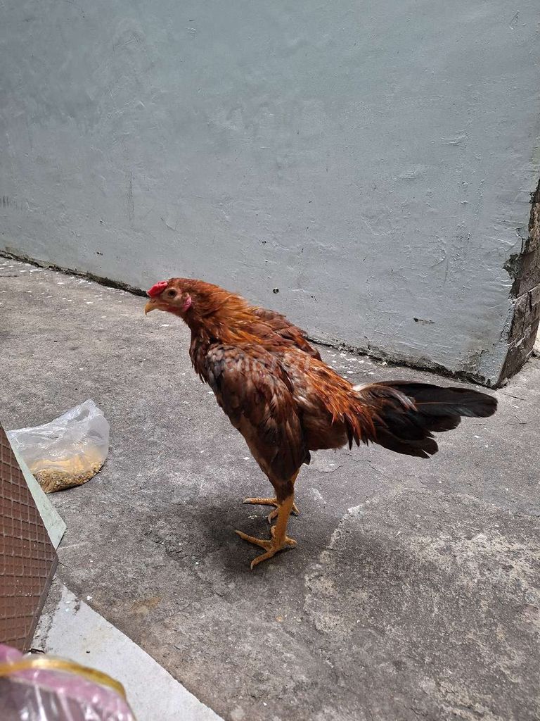 Gà tre tơ 1kg120 còn lên . Mua bán Gà tại Quận Phú Nhuận Tp Hồ Chí Minh được đăng bởi Bán Gà Tre hình 1