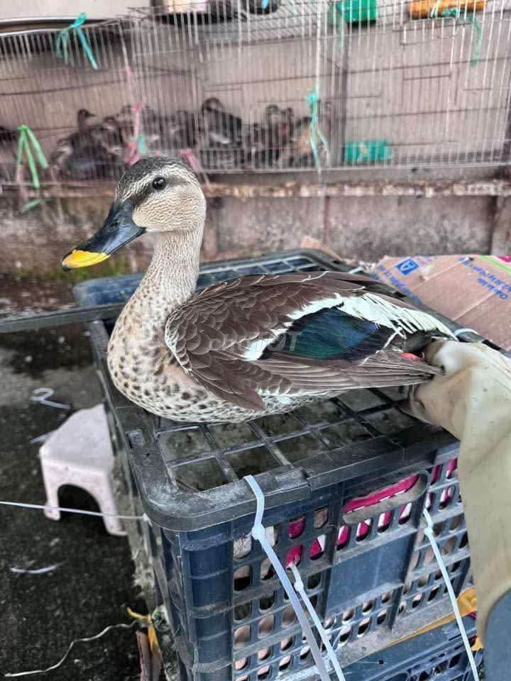 Vịt trời màu Nâu. Mua bán Thú cưng khác tại Quận Long Biên Hà Nội được đăng bởi tổng kho gia dụng  hình 1