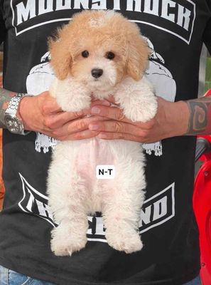 Chó Poodle size to