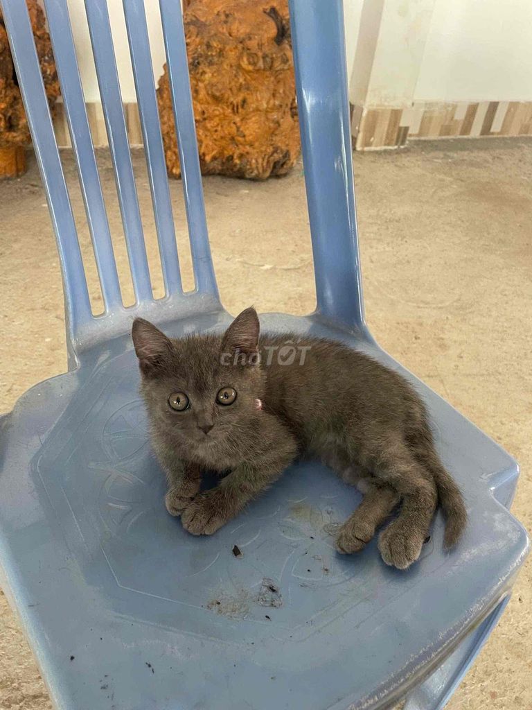 Mèo Anh lông ngắn Xám 1.7kg. Mua bán Mèo tại Huyện Bắc Bình Bình Thuận được đăng bởi đăng Ngọc loi hình 1