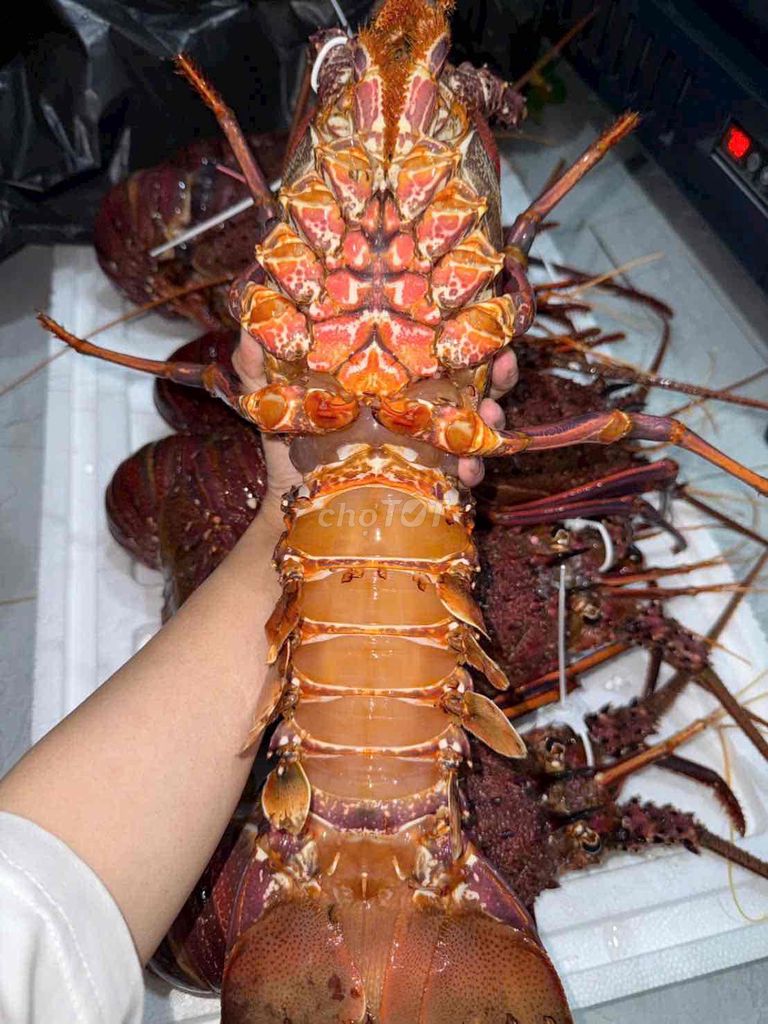 Tôm hùm Úc tươi sống full thịt. Mua bán Đồ ăn, thực phẩm và các loại khác tại Quận Gò Vấp Tp Hồ Chí Minh được đăng bởi Hùng hình 1