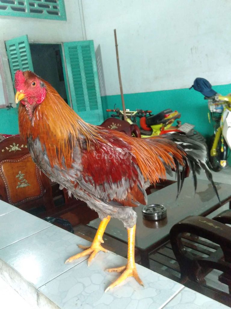 Gà trống Đỏ xám 2.8kg. Mua bán Gà tại Huyện Phong Điền Cần Thơ được đăng bởi Ký cần Thơ  hình 1