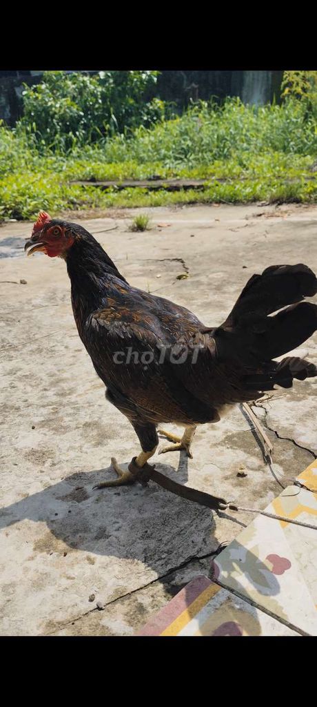 Gà Mái Thái Mỹ tơ 5thang #40. Mua bán Gà tại Huyện Châu Thành Long An được đăng bởi Phuc Ga My hình 1