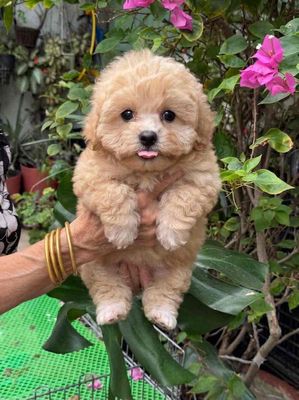 Chó poodle teacup siêu xinh chân lùn ( như hình)