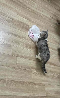 Mèo Chân ngắn đực 1 tuổi đã tiêm