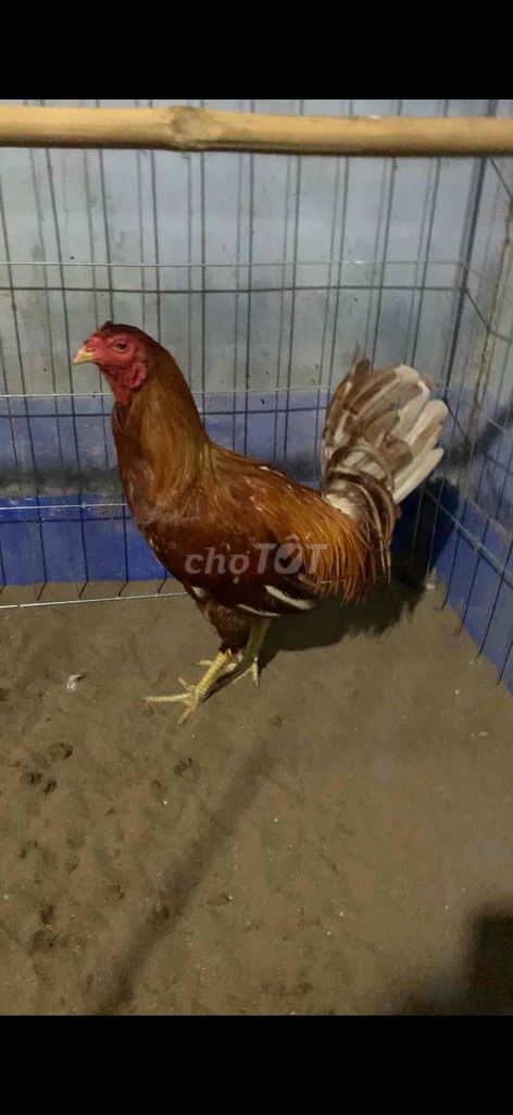 xám khét chân xanh 3k350 tay cục. Mua bán Gà tại Thành phố Ngã Bảy Hậu Giang được đăng bởi Phương Nguyễn hình 2