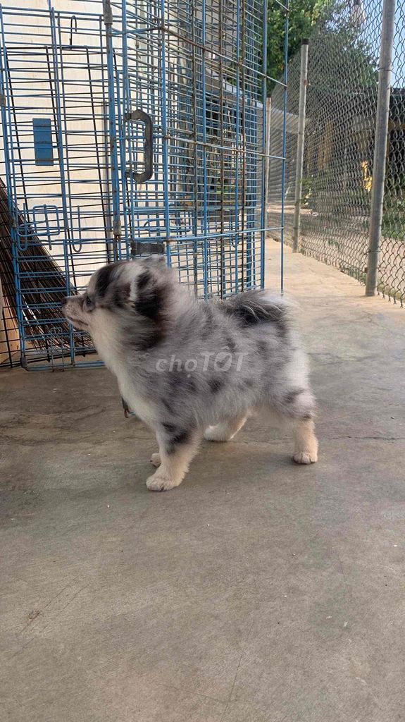 Chó Phốc Sóc cái gần 3 tháng. Mua bán Chó tại Thị xã Ninh Hòa Khánh Hòa được đăng bởi Da for Tech hình 1