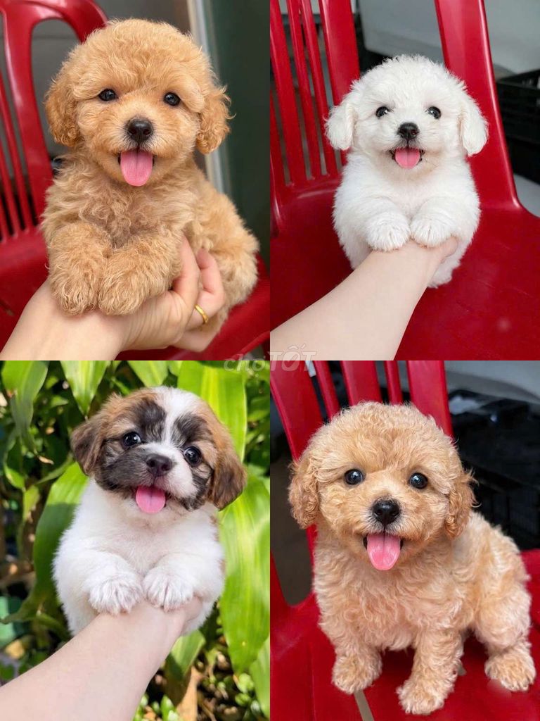 Chó Poodle Tiny thuần và F 2 tháng. Mua bán Chó tại Quận Bình Tân Tp Hồ Chí Minh được đăng bởi Minh nguyễn  hình 1