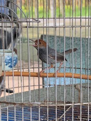 Chim sâu đầu đỏ dợt lụp đá tay. Mua bán Chim tại Thành phố Thủ Đức Tp Hồ Chí Minh được đăng bởi Nguyễn Quang Vinh