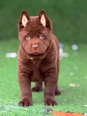 Chó Mông Cộc Nâu đỏ Mõm vuông VIP