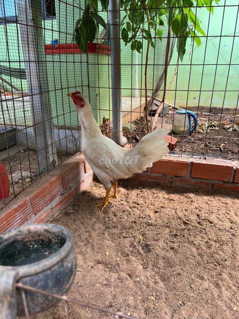 Gà Mái Trắng 1.8kg. Mua bán Gà tại Huyện Đất Đỏ Bà Rịa - Vũng Tàu được đăng bởi Phong CHICKEN hình 1