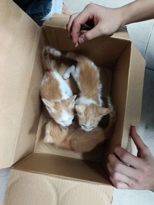 Mèo Vàng trắng Cả hai