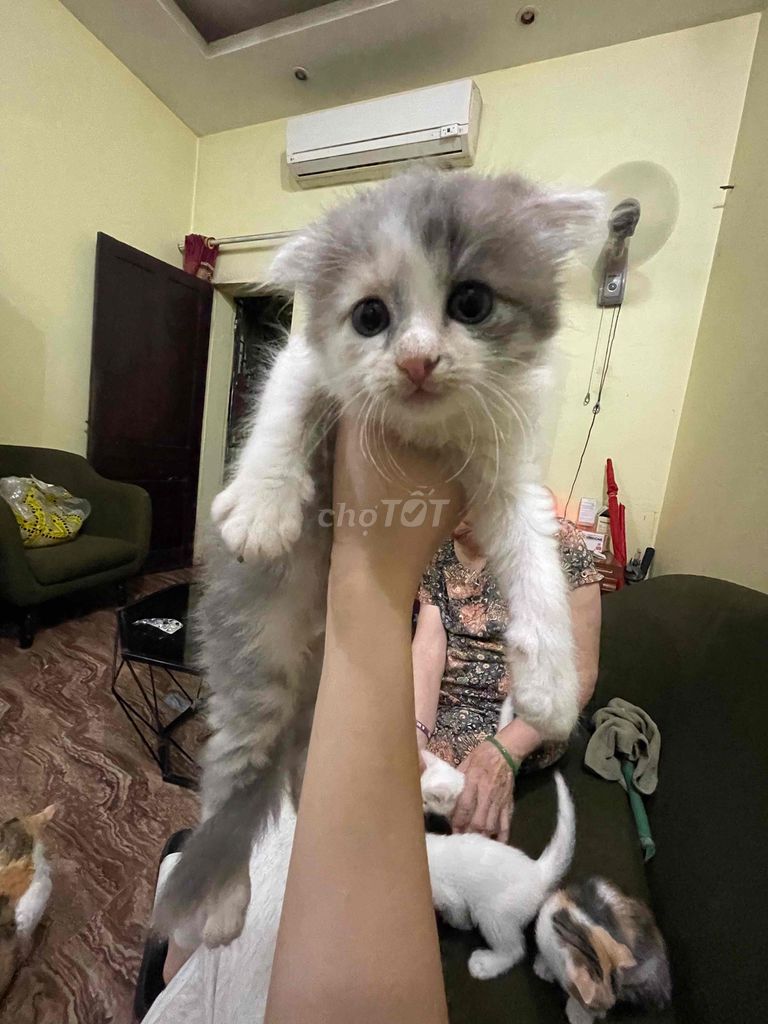 Mèo Anh lông dài tai cụp Trắng xám. Mua bán Mèo tại Thành phố Bắc Ninh Bắc Ninh được đăng bởi Gia Di hình 1