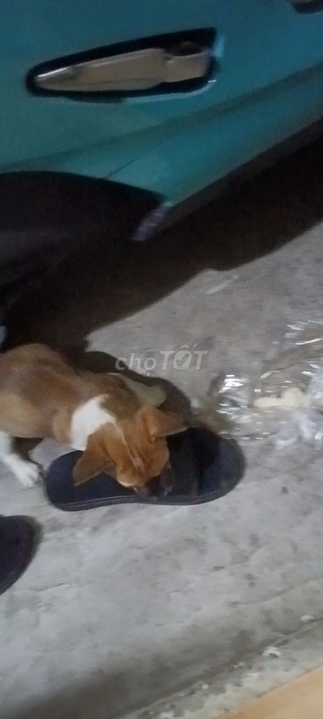 Chó 3 tháng tuổi Nâu trắng. Mua bán Chó tại Quận Tân Bình Tp Hồ Chí Minh được đăng bởi Hoàng Nguyen hình 1