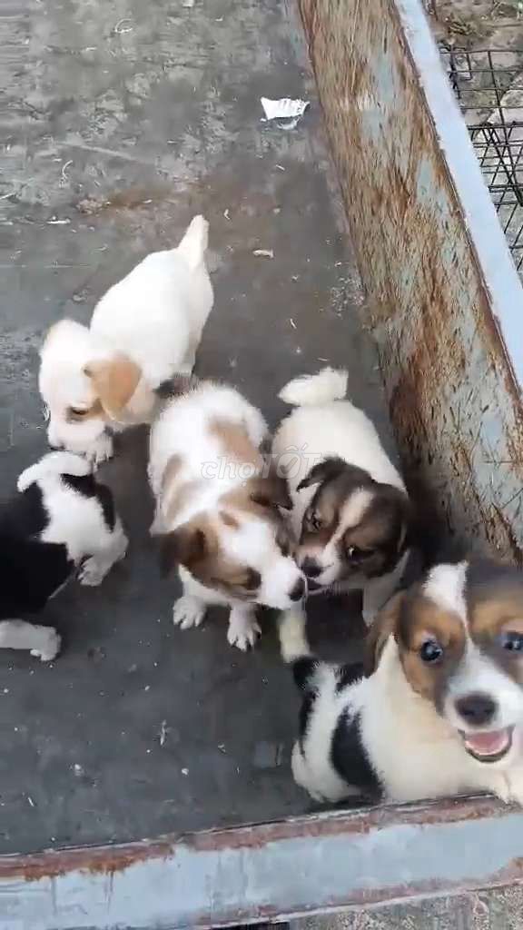 Chó con nhiều màu cả hai. Mua bán Chó tại Huyện Quỳnh Phụ Thái Bình được đăng bởi quyết giang hình 1