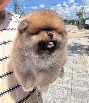 Pom thai mini. Mua bán Chó tại Quận Hải Châu Đà Nẵng được đăng bởi Dũng Xuân