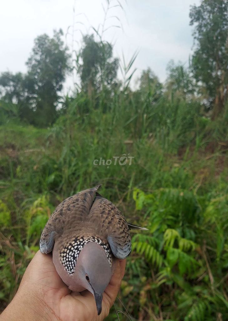 Cần bán cu gáy  bổi bẫy đấu