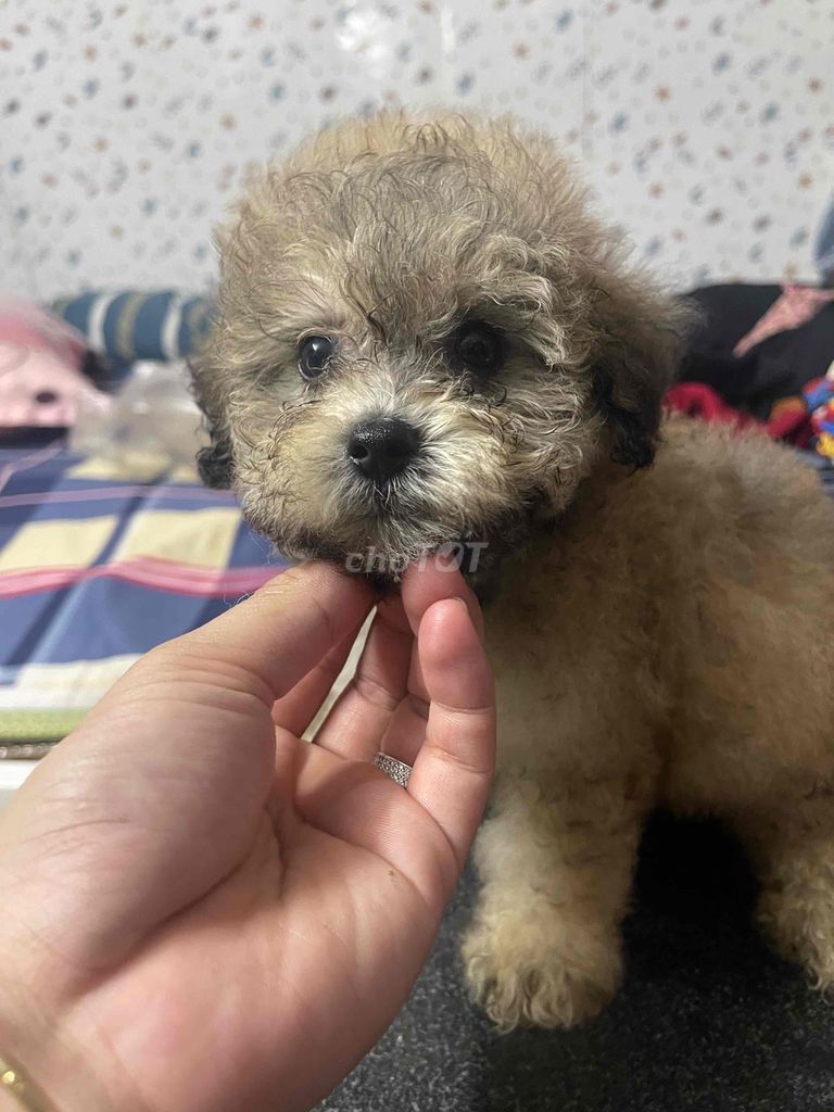 Chó Poodle nhà sinh sản. Mua bán Chó tại Quận 7 Tp Hồ Chí Minh được đăng bởi Trương Quốc Lượng hình 1