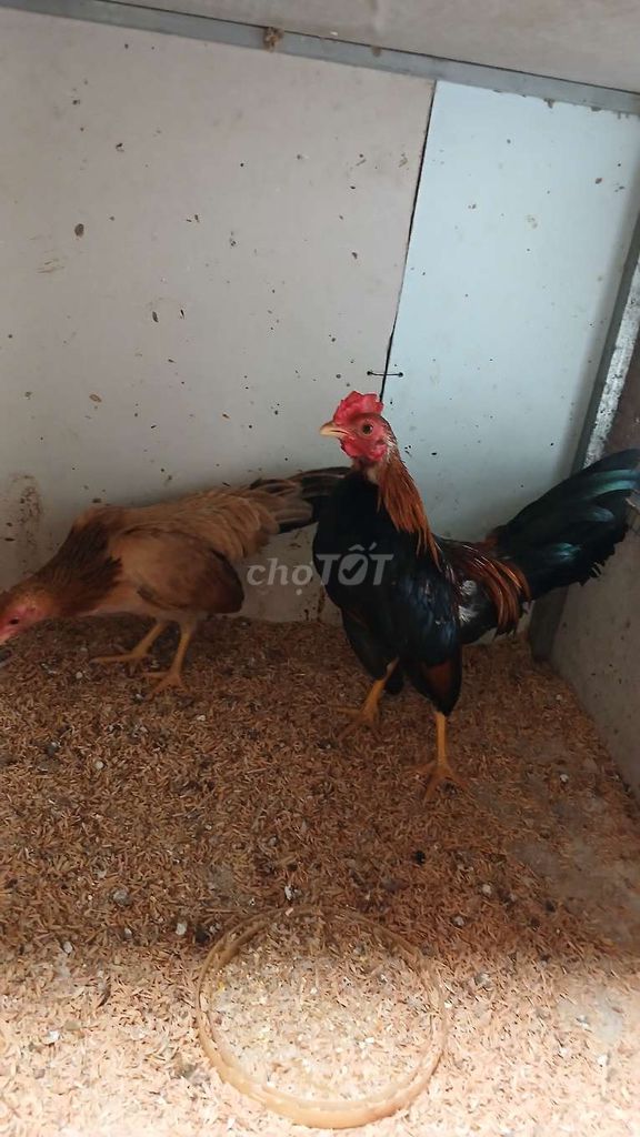 Gà tre bắc . Mua bán Gà tại Thành phố Trà Vinh Trà Vinh được đăng bởi Sơn hình 1
