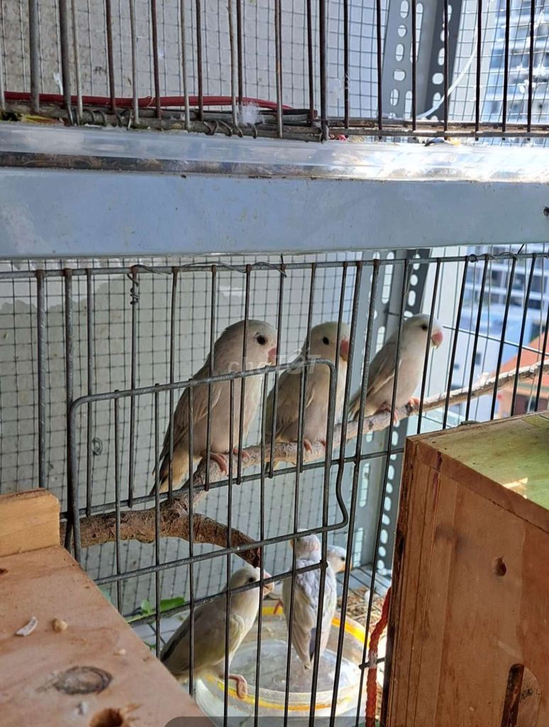 Vẹt Lovebird Trắng xám 2-6 tháng. Mua bán Chim tại Thành phố Vũng Tàu Bà Rịa - Vũng Tàu được đăng bởi Kiều Xuân Khoa hình 1