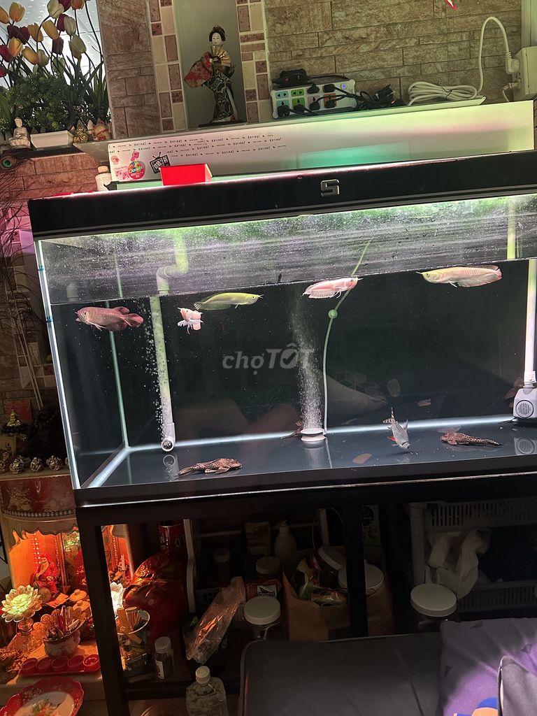 4 em ngân Long abino size chuẩn đẹp(1em gù lưng)