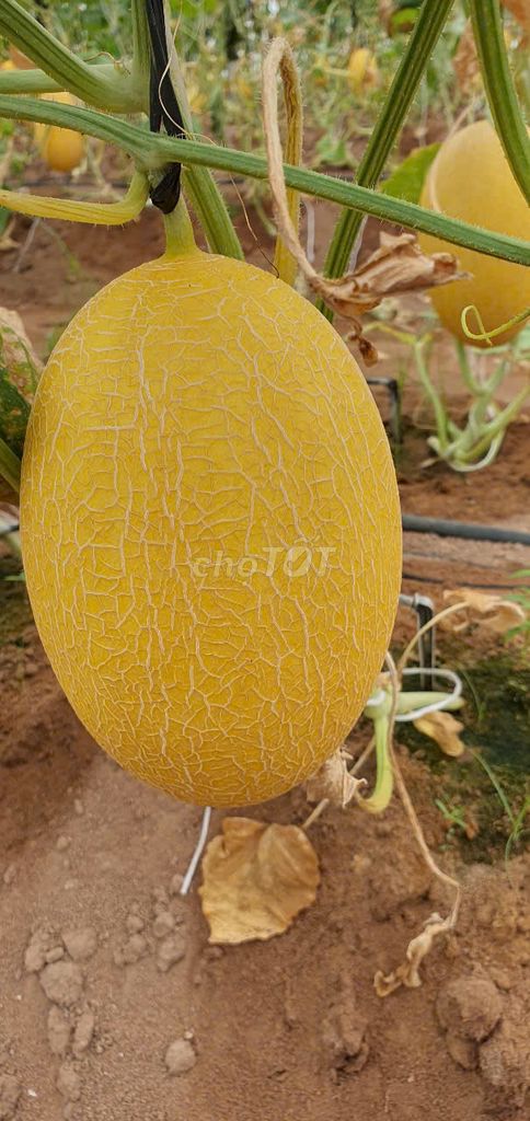 [Bán sỉ] 400kg Dưa lưới Huỳnh Long 1-1.2kg/trái. Mua bán Đồ ăn, thực phẩm và các loại khác tại Quận Bình Thạnh Tp Hồ Chí Minh được đăng bởi Dưa Lưới LiFarm hình 6