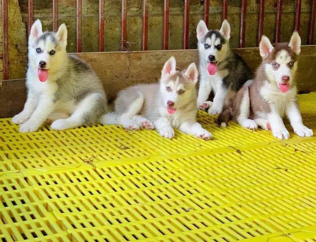 Chó Husksy _ chó husky 2 tháng tuổi