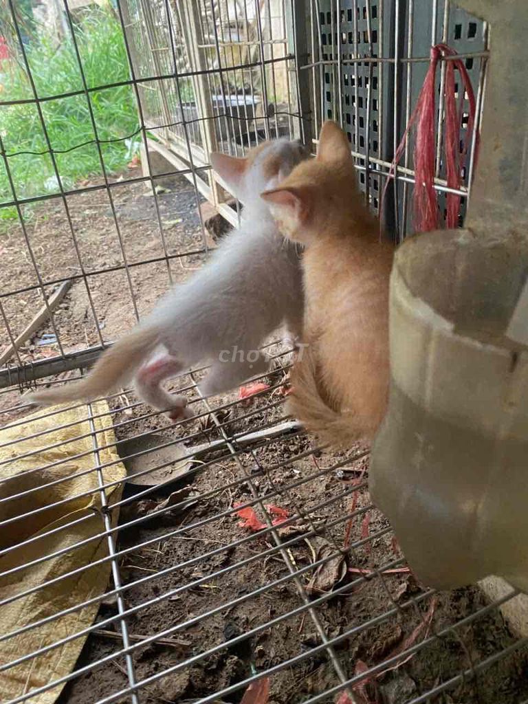 Mèo con Trắng Vàng Đực Cái Thân thiện. Mua bán Mèo tại Quận Tây Hồ Hà Nội được đăng bởi phương hình 1
