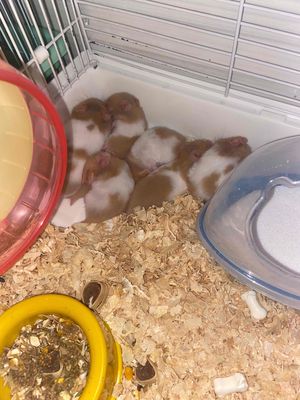 Hamster đực 1 tháng tuổi